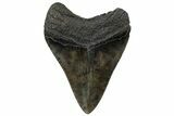 Serrated, Fossil Megalodon Tooth - South Carolina #307545-1